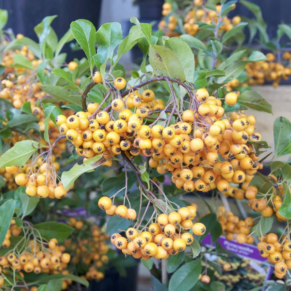 claireaustin-hardyplants3034666