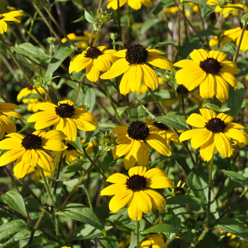 claireaustin-hardyplants3034988