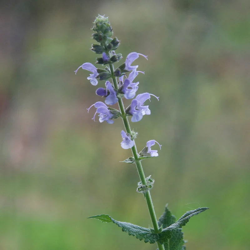 claireaustin-hardyplants3035601