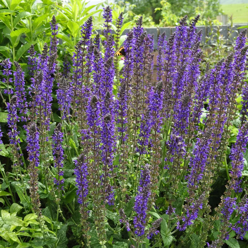 claireaustin-hardyplants3035660