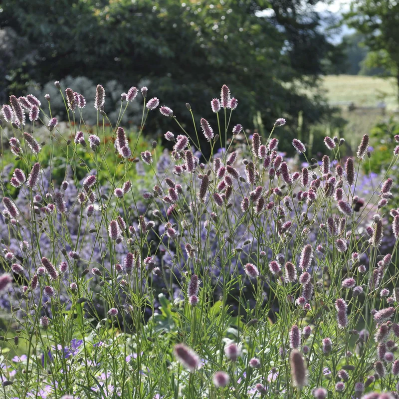 claireaustin-hardyplants3035957