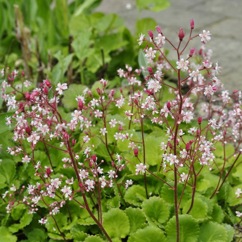 claireaustin-hardyplants3036709