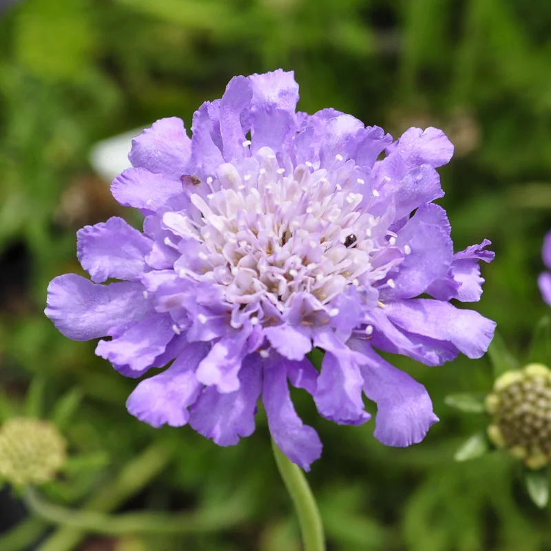 claireaustin-hardyplants3036740