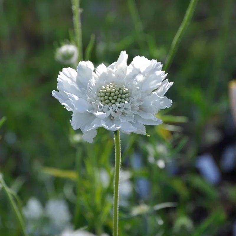 claireaustin-hardyplants3036811