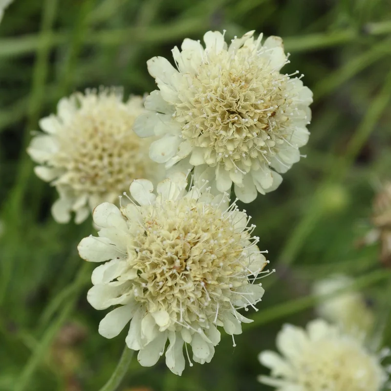 claireaustin-hardyplants3036915