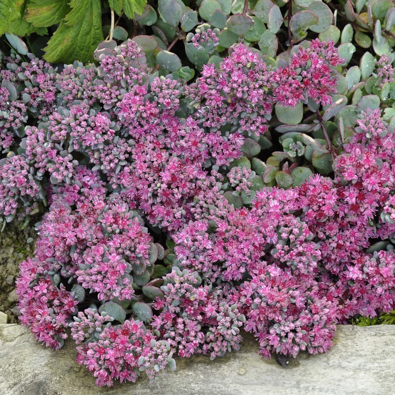 claireaustin-hardyplants3037025