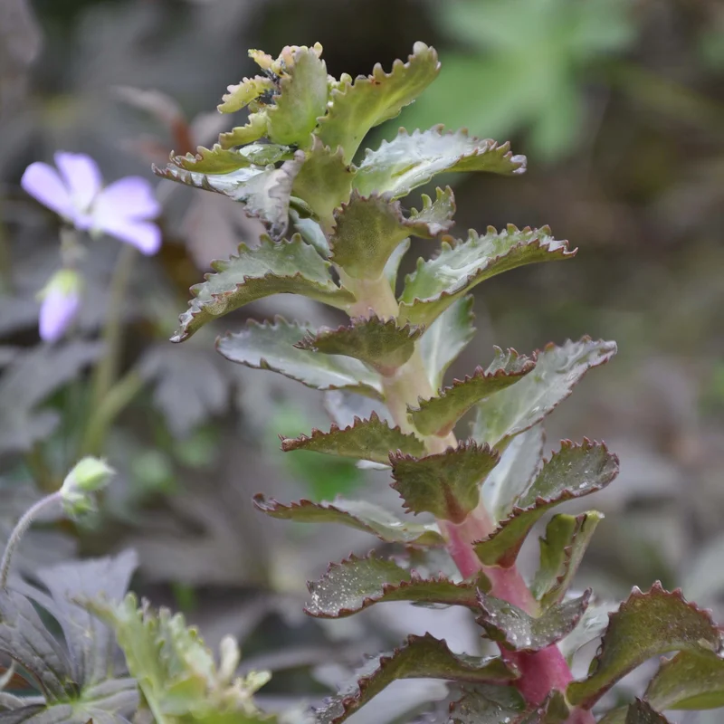 claireaustin-hardyplants3037063