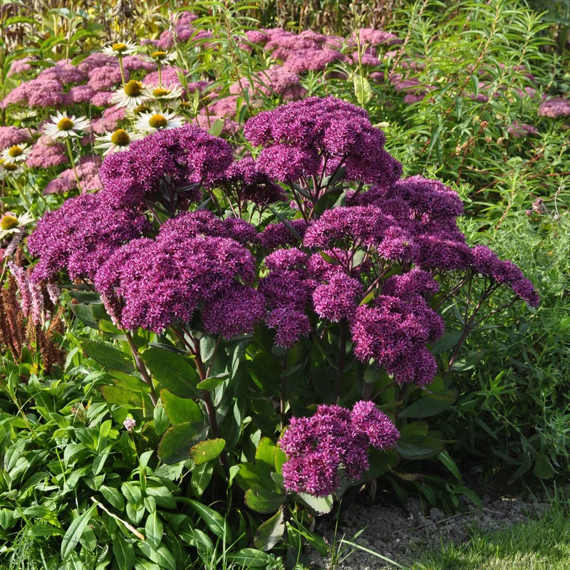 claireaustin-hardyplants3037292