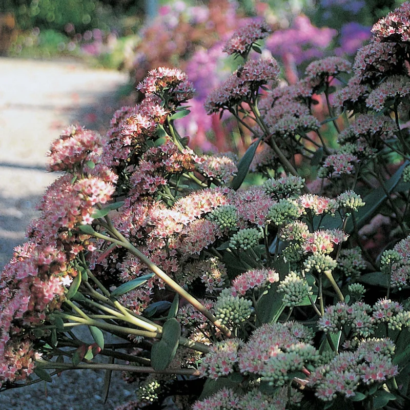 claireaustin-hardyplants3037667