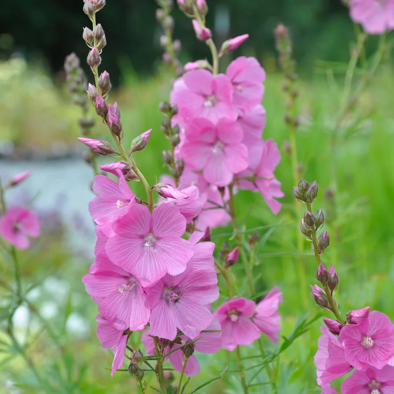 claireaustin-hardyplants3037814