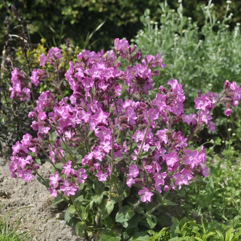 claireaustin-hardyplants3037926