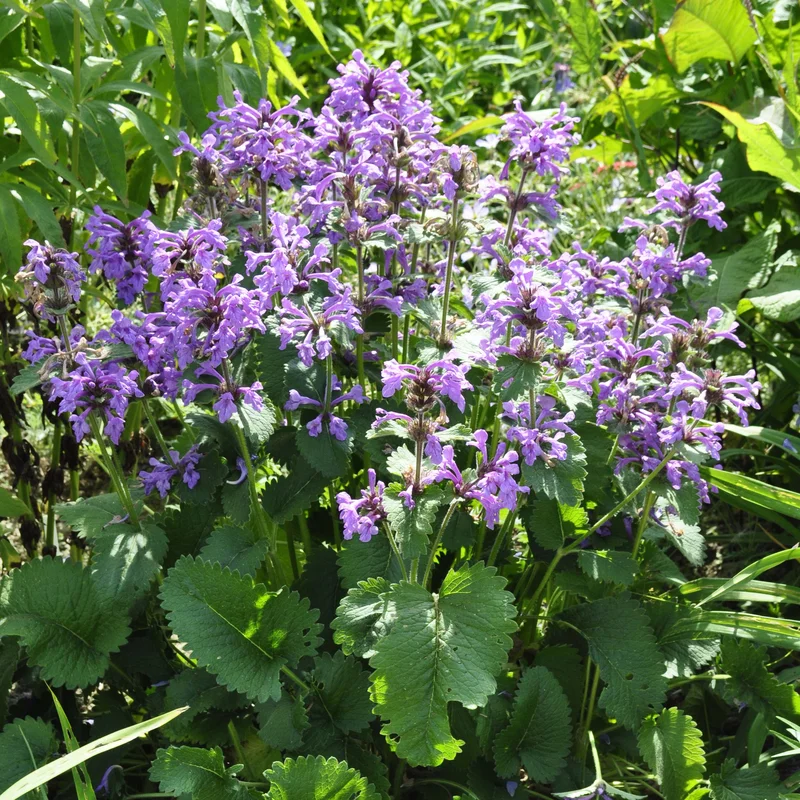 claireaustin-hardyplants3038325