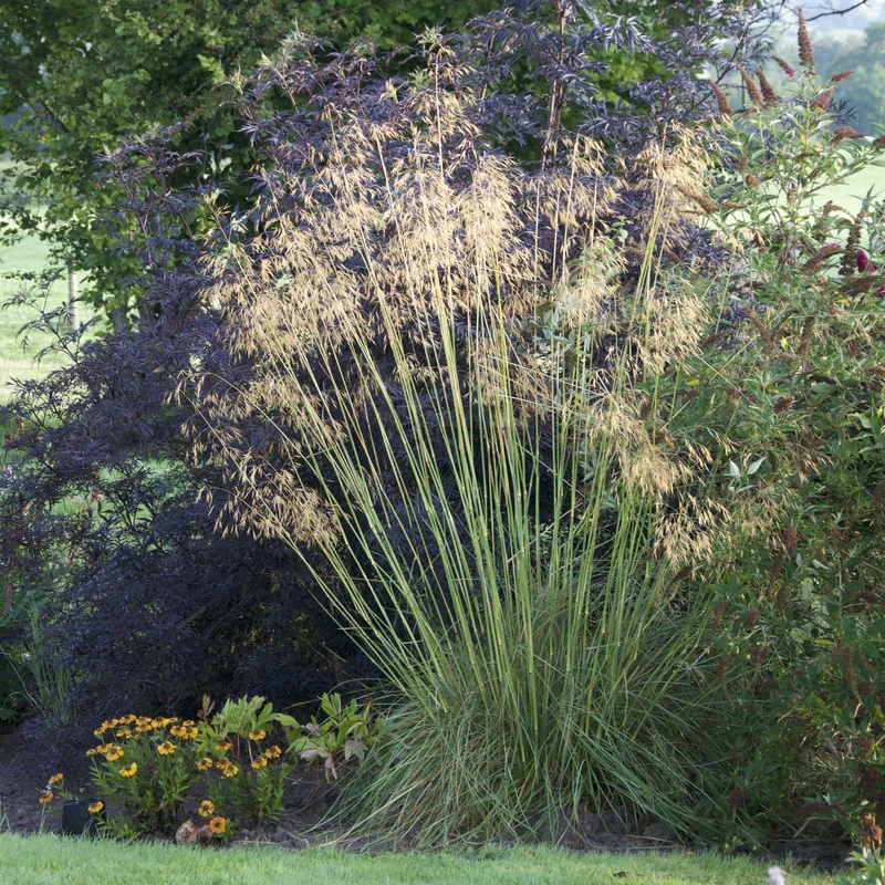 claireaustin-hardyplants3038453