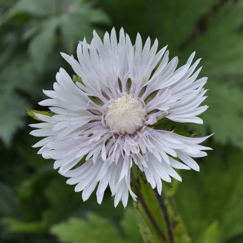 claireaustin-hardyplants3038612
