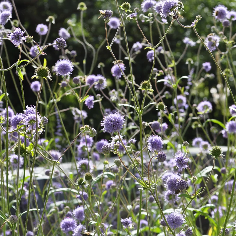 claireaustin-hardyplants3038720