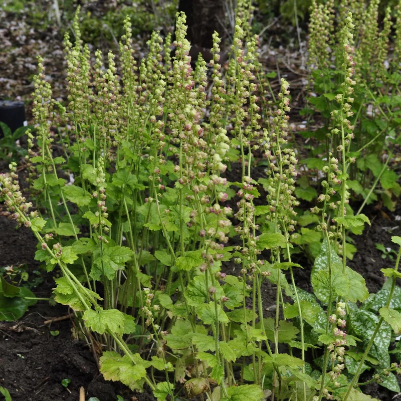 claireaustin-hardyplants3039011