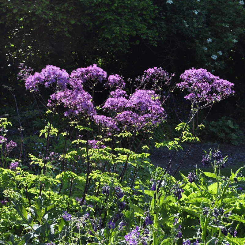 claireaustin-hardyplants3039194