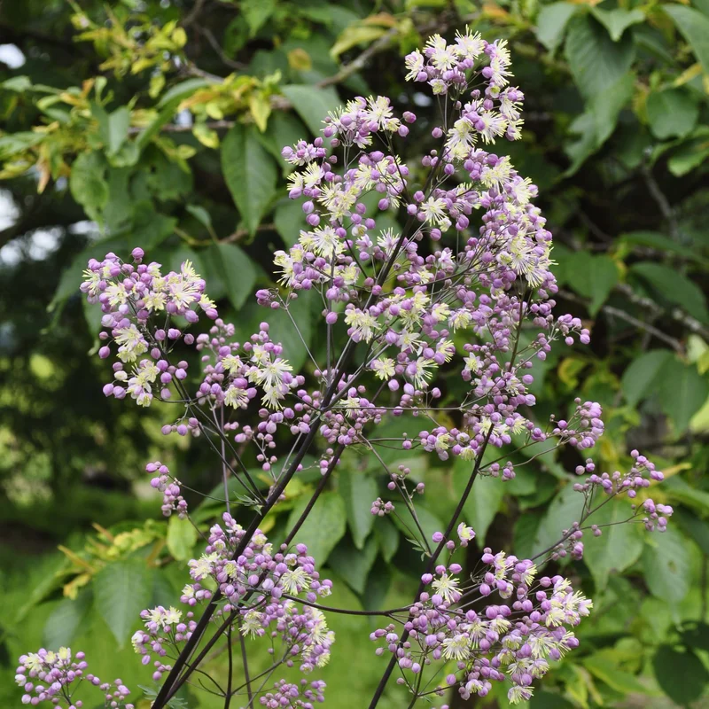 claireaustin-hardyplants3039247