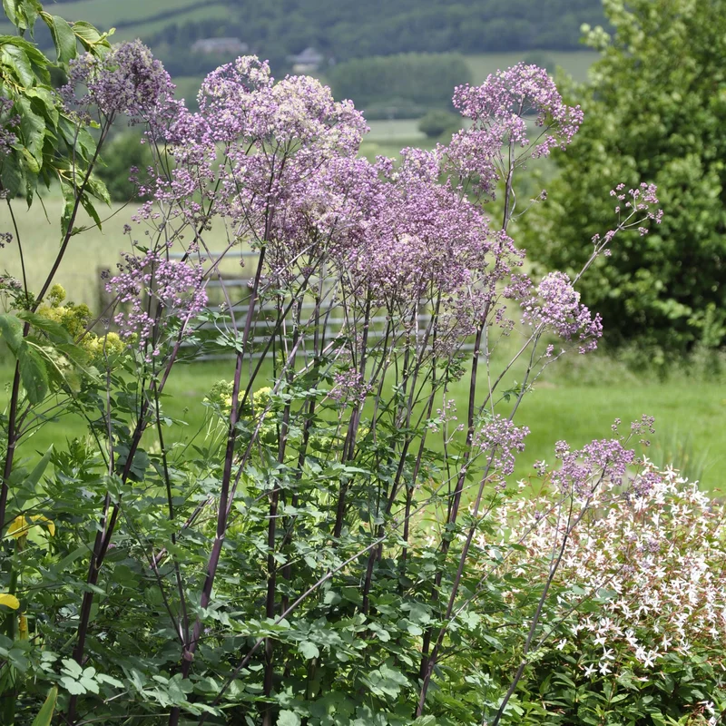 claireaustin-hardyplants3039555