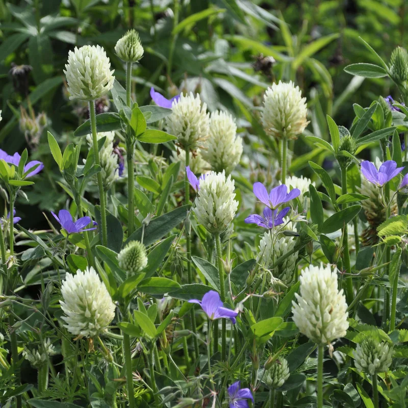claireaustin-hardyplants3039906