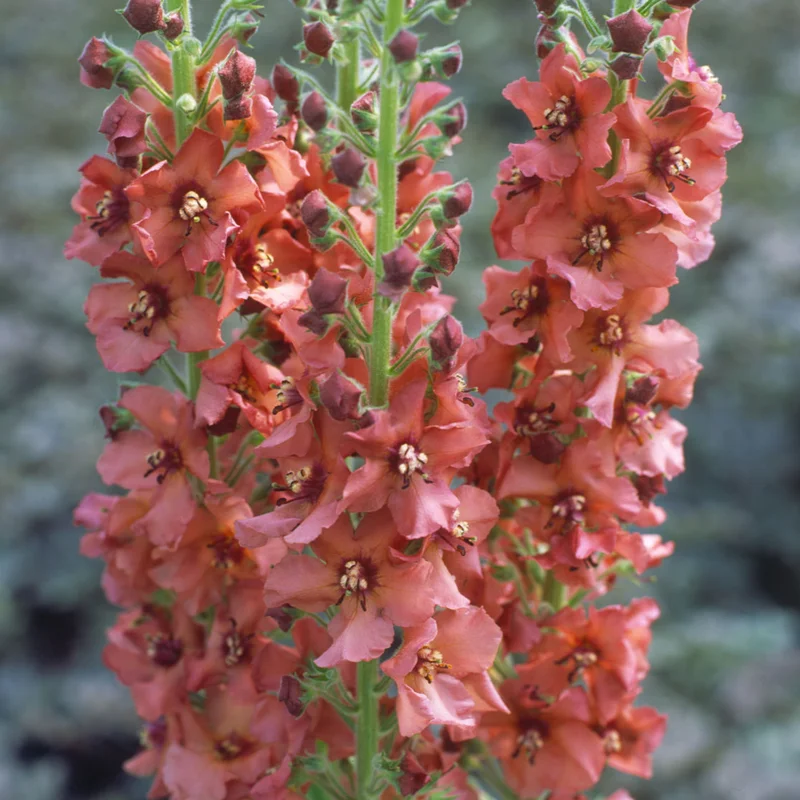 claireaustin-hardyplants3040115