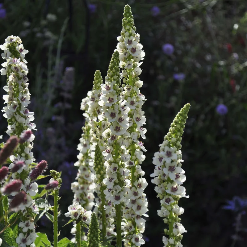claireaustin-hardyplants3040165