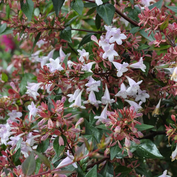 claireaustin-hardyplants3040216