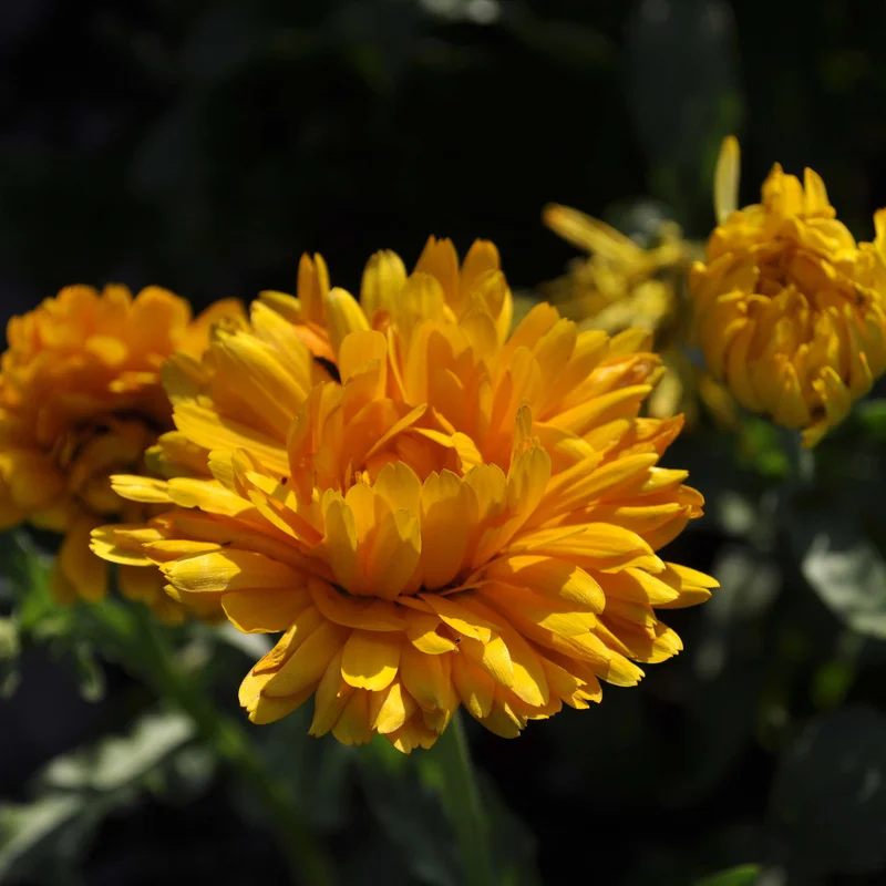 claireaustin-hardyplants3040344