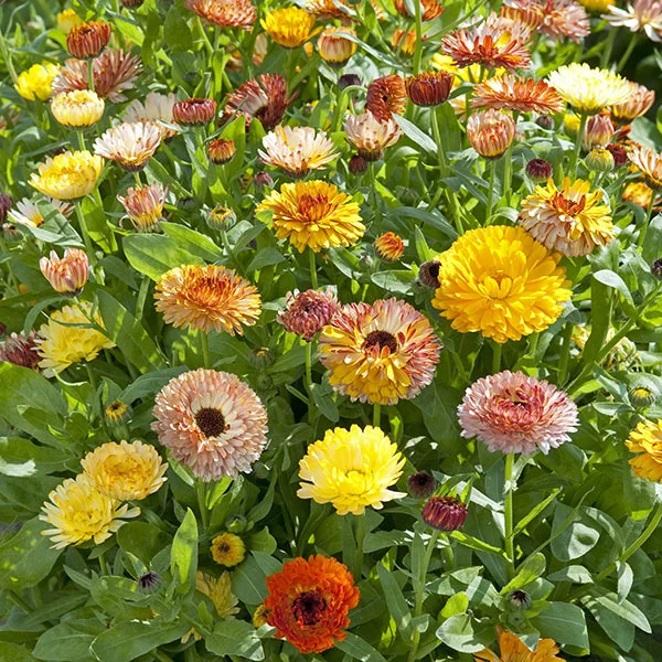 claireaustin-hardyplants3040377