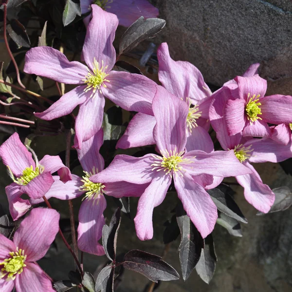 claireaustin-hardyplants3040631