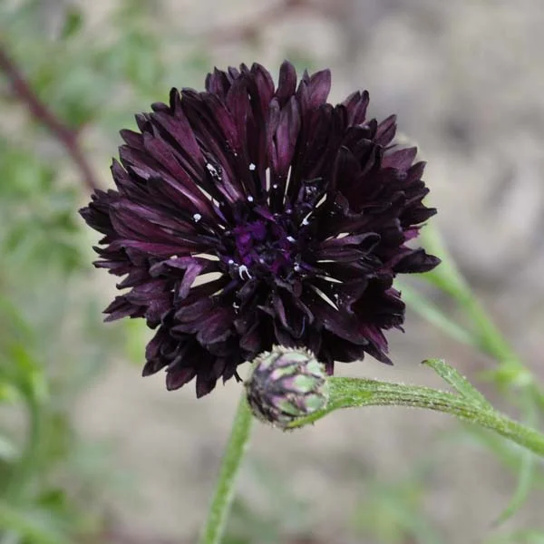 claireaustin-hardyplants3040738