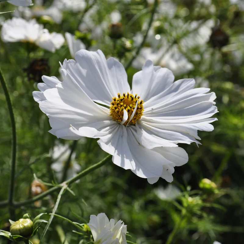 claireaustin-hardyplants3040849