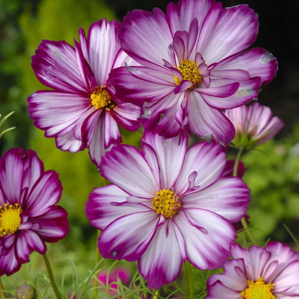 claireaustin-hardyplants3040871