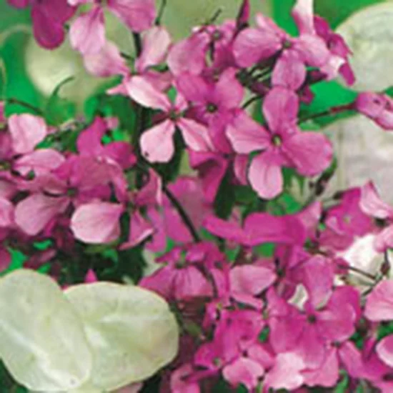 claireaustin-hardyplants3041411