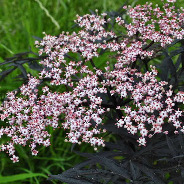 claireaustin-hardyplants3041869