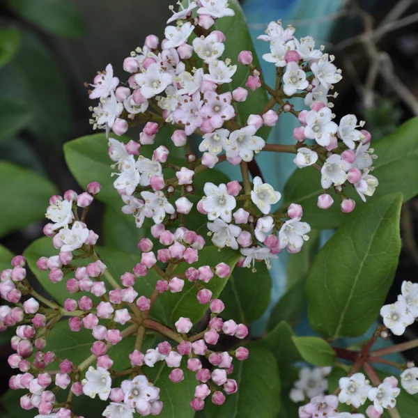 claireaustin-hardyplants3042116