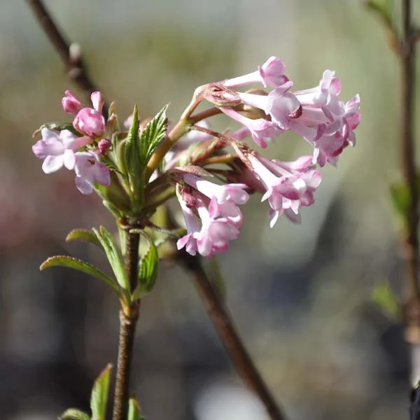 claireaustin-hardyplants3042167