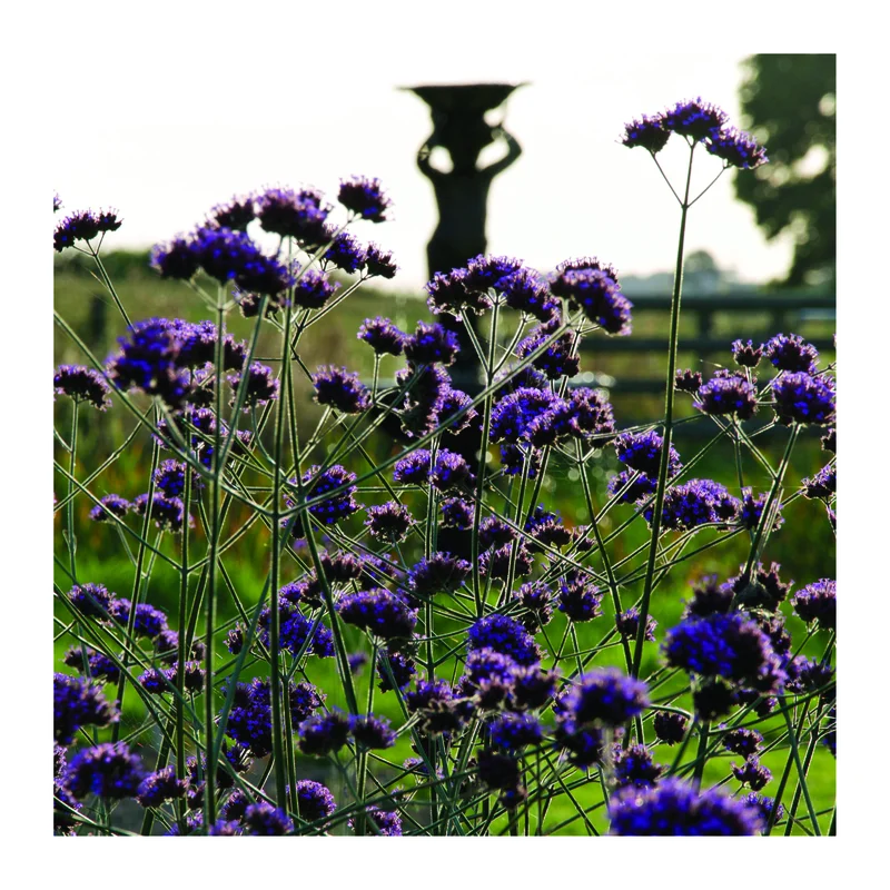 claireaustin-hardyplants3045700