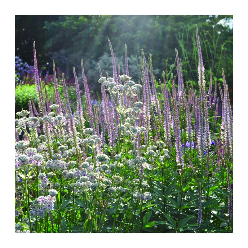 claireaustin-hardyplants3045949