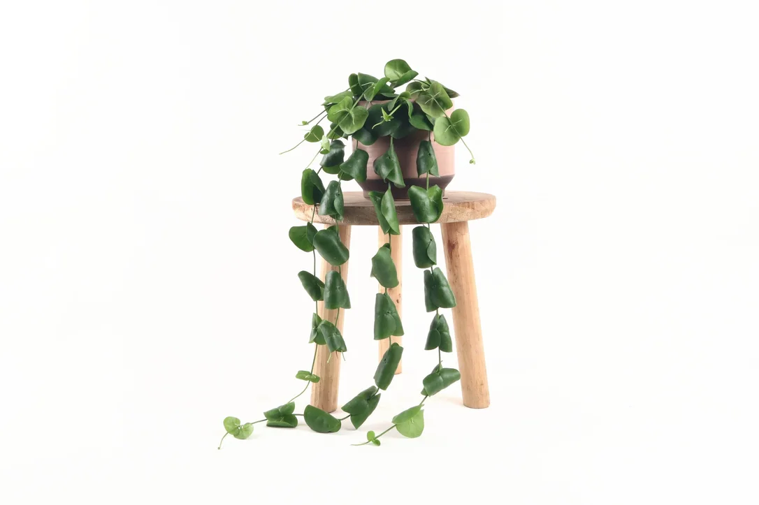 conservatoryarchives2986635