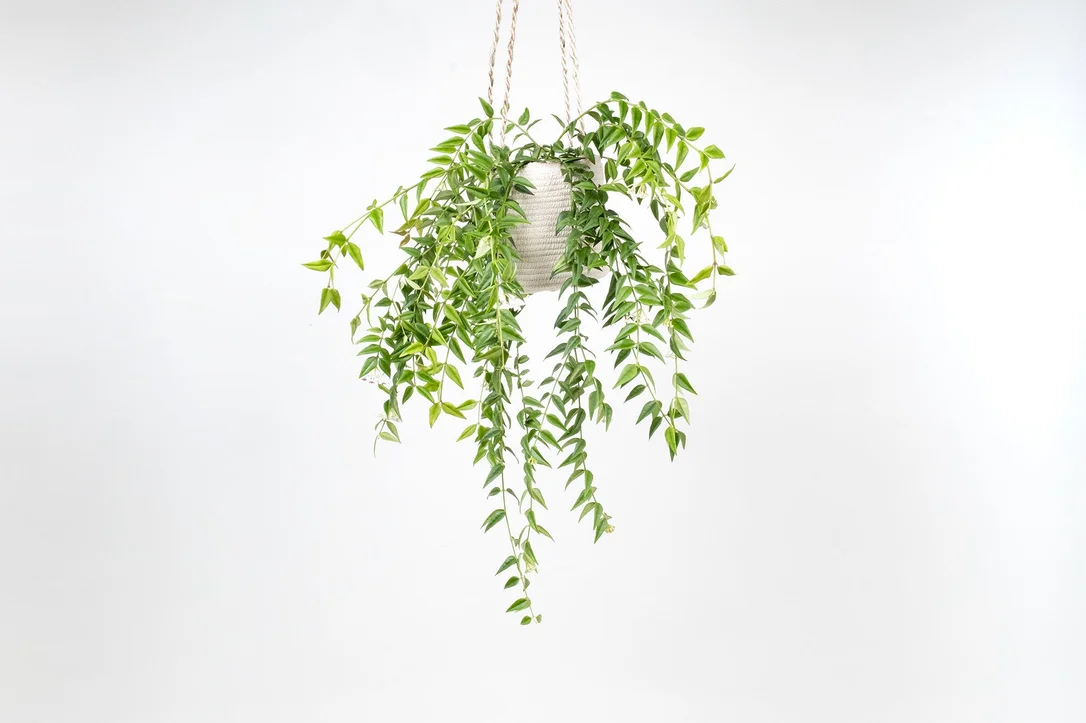 conservatoryarchives2987401