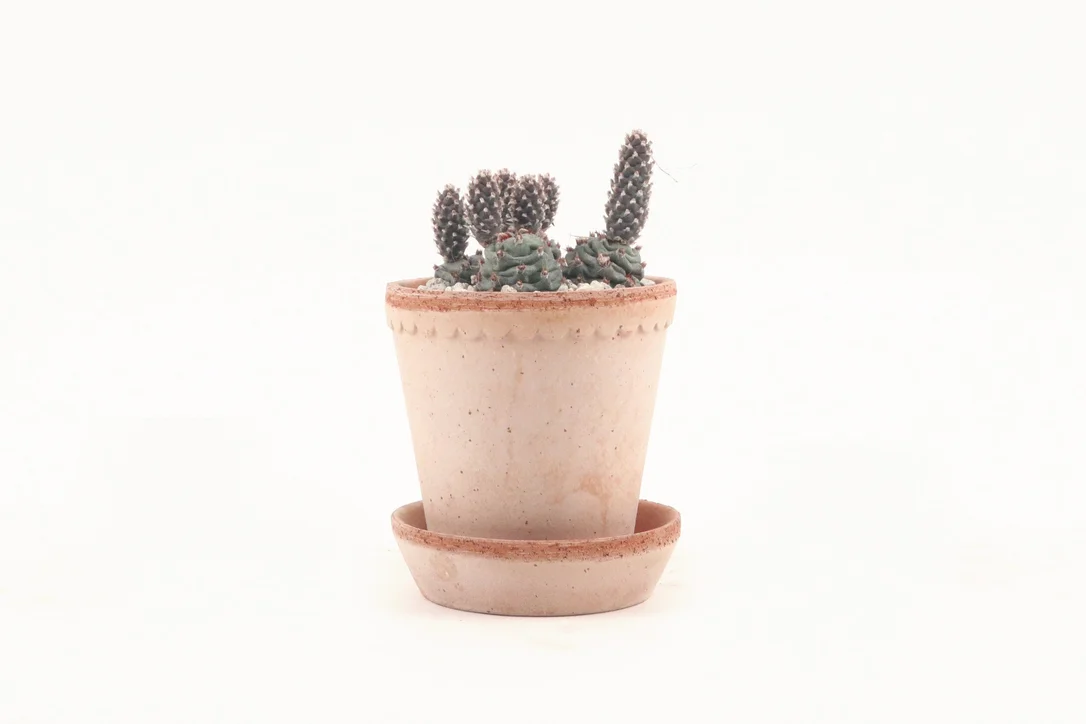 conservatoryarchives2990608