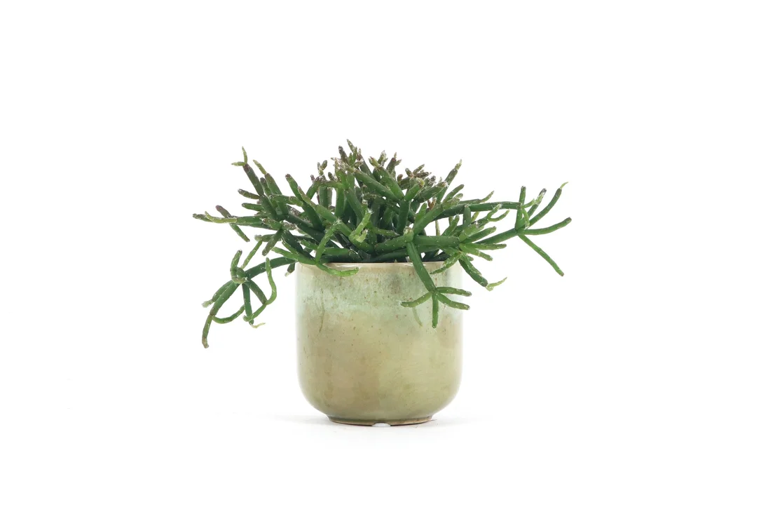 conservatoryarchives2992111