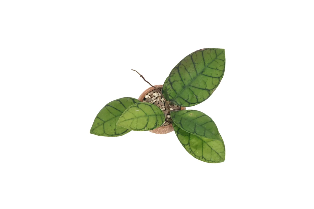 conservatoryarchives3004168