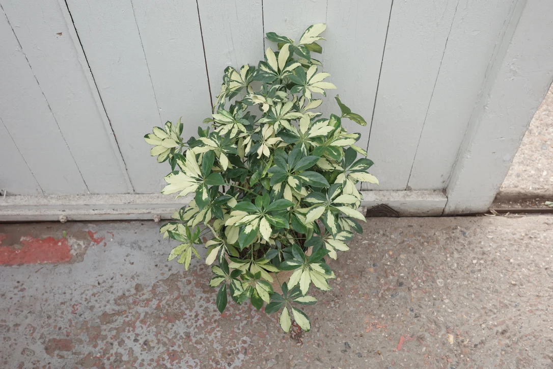 conservatoryarchives3015431