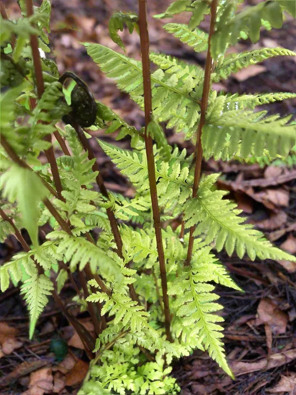 edulis2981829