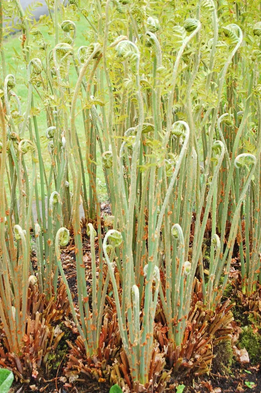 edulis2982179