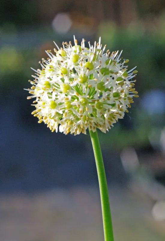 edulis2982859