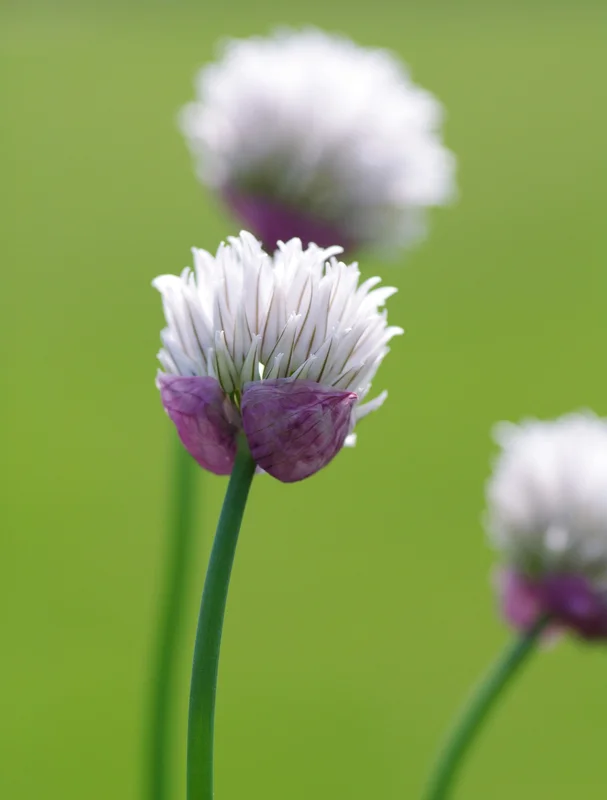 edulis2982952