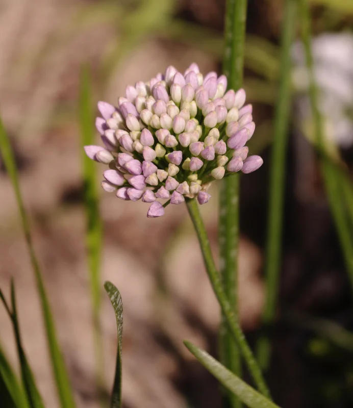 edulis2983017